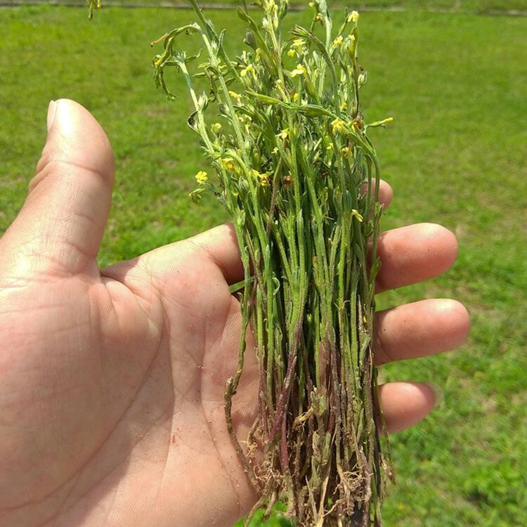 独脚金种子疳积野生草种籽独脚疳黄花草清米虫