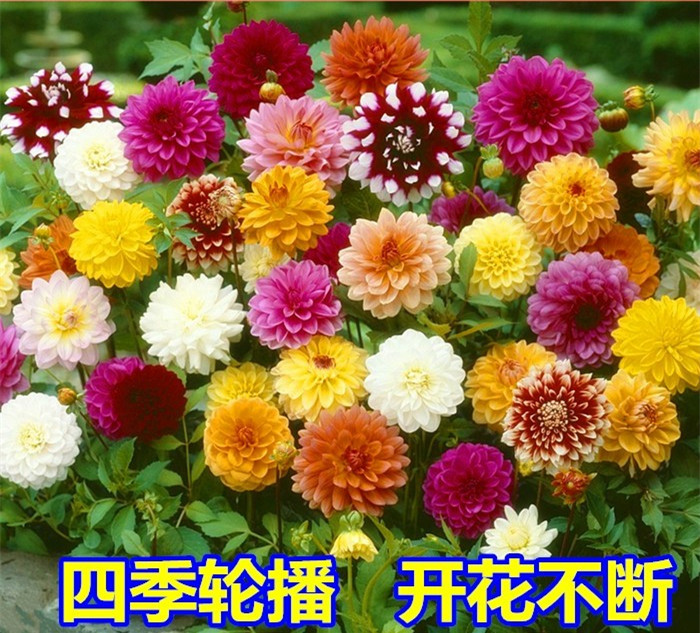 四季开花重瓣太阳小丽花易活植物盆栽庭院室外草花种籽大丽花种子