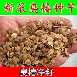 新采臭椿树林木种子红油香椿种子臭椿种子乔木护坡灌木造林树苗籽