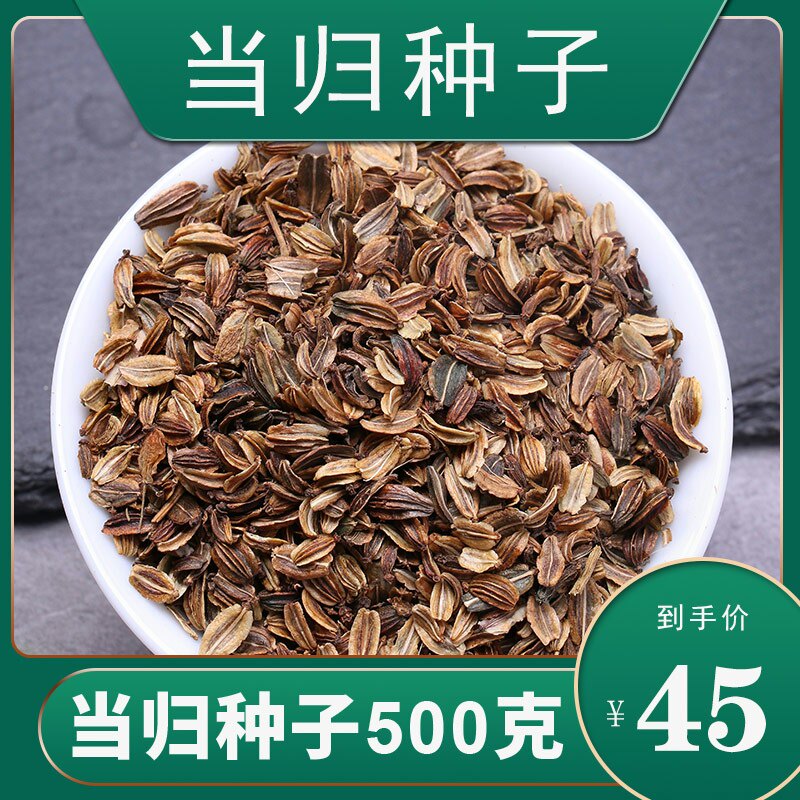 当归种籽新产散装优质中药材当归种子种植苗盆栽苗春季秋季播种