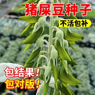 猪屎豆护坡灌木种子胡枝子紫穗槐多花木兰荆条刺槐银合欢护坡种籽