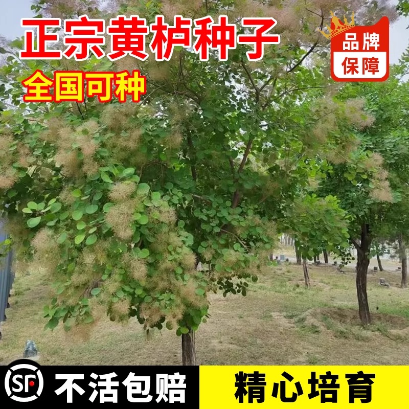 新采花种子/黄栌种子/烟树种子/花卉/彩叶树种子 林木种子 优惠了