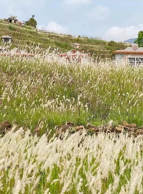 白茅草种子坟头山坡绿化针茅白毛草长镰草响铃草根种籽四季播易活