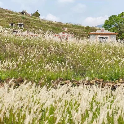 白茅草种子坟头山坡绿化针