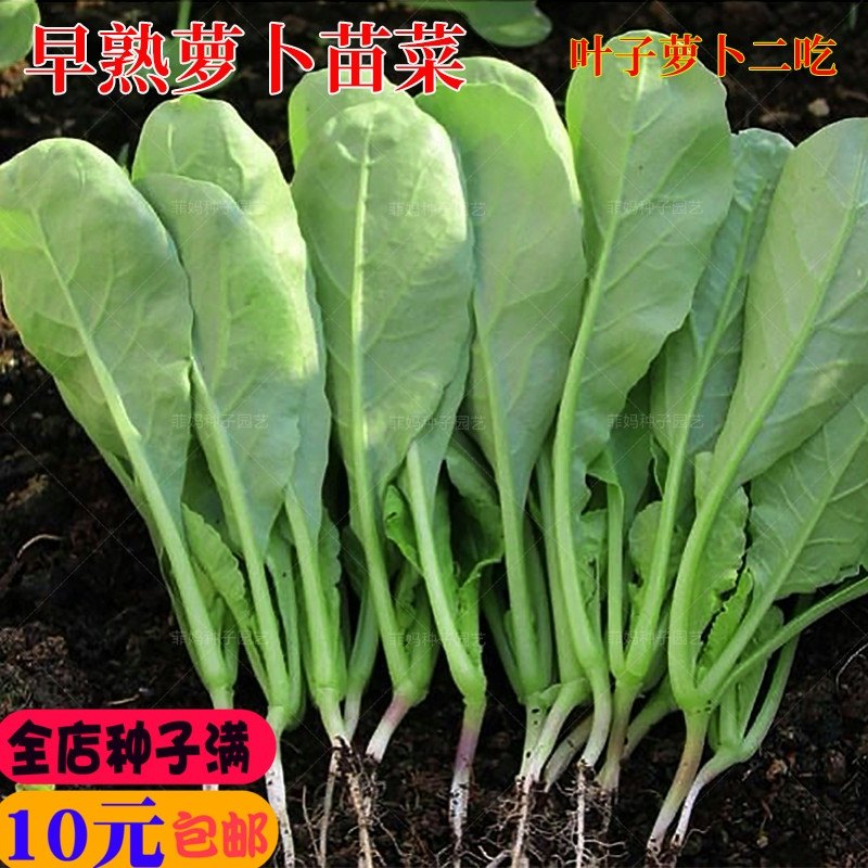 早熟白萝卜苗菜种子土水培芽苗青菜四季播阳台盆栽菜园蔬菜种籽孑