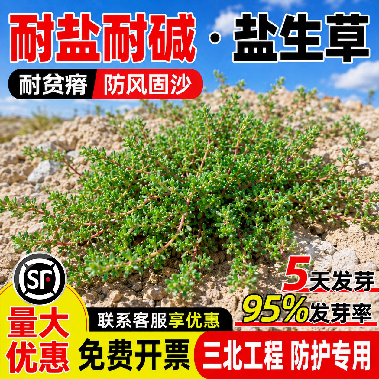 盐生草种子一年生草本植物防风