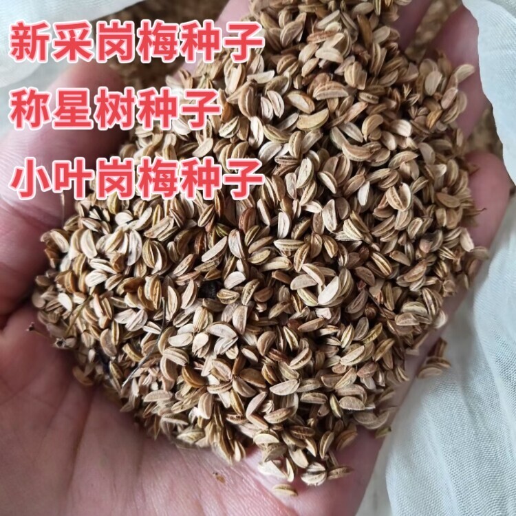 新采岗梅种子称星树种子岗梅树