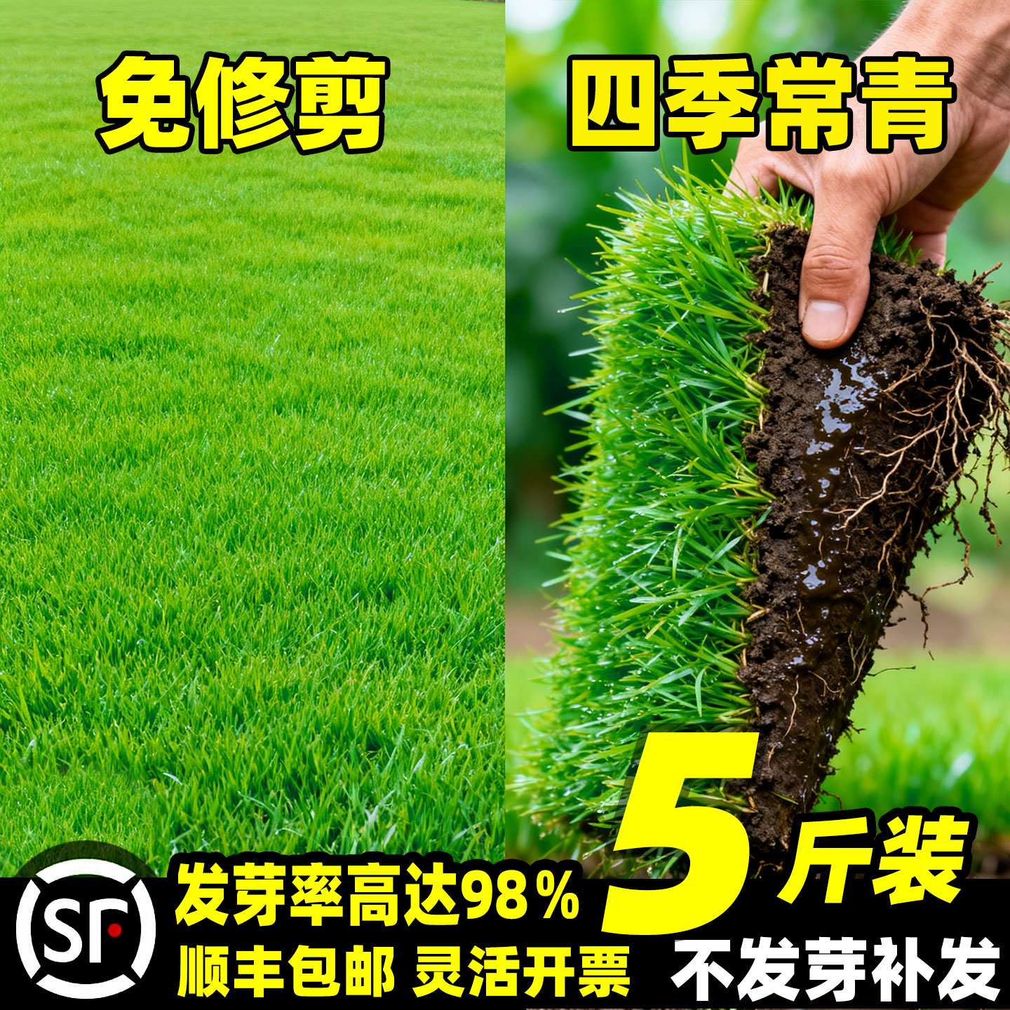 草坪草籽四季常青庭院矮生地毯草