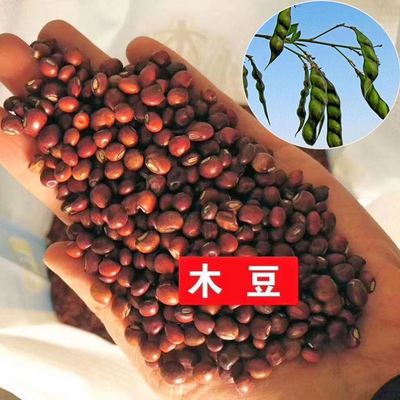 新采木豆种子蓉观音树柳当