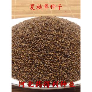 包邮中药材夏枯草种 子夏枯草籽 新采夏枯球子夏枯球籽夏枯球种子