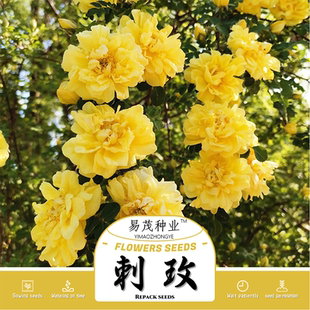 重瓣黄刺玫种子红刺梅观赏藤本耐旱耐寒园林庭院绿化灌木