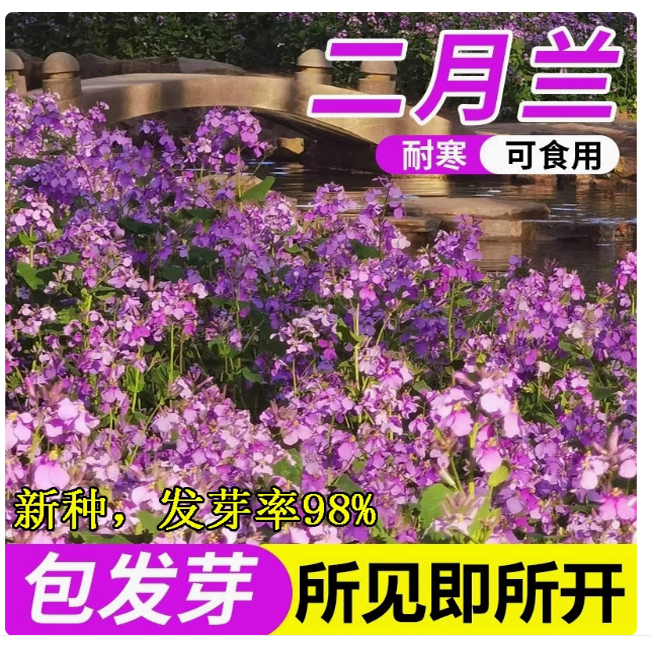 二月兰种子 耐寒耐荫春秋季播花卉籽绿化景观花绿肥种子包邮