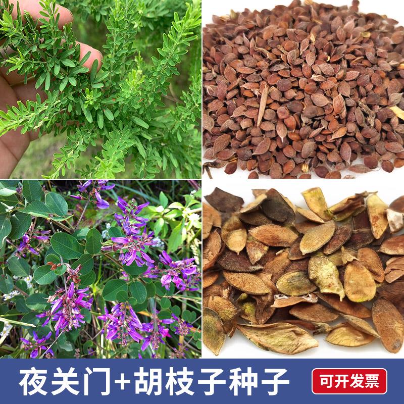 夜关门种子中药材铁马鞭绢毛胡枝子截叶铁扫帚紫穗槐护坡灌木种子