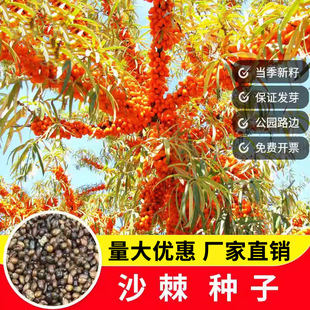 沙棘种子灌木护坡盐碱地南方北方庭院植物耐寒耐旱食用盆栽沙漠