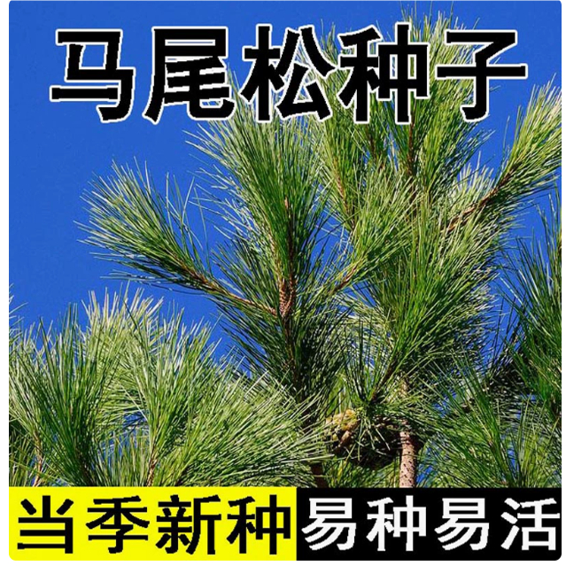 新采马尾松种子松树种子枞树青松种子林木树种马尾松种子