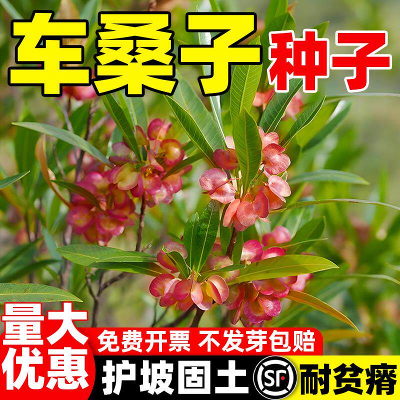车桑子种籽护坡灌木种子抗沙固土边坡覆绿护坡固土耐贫瘠绿化灌木