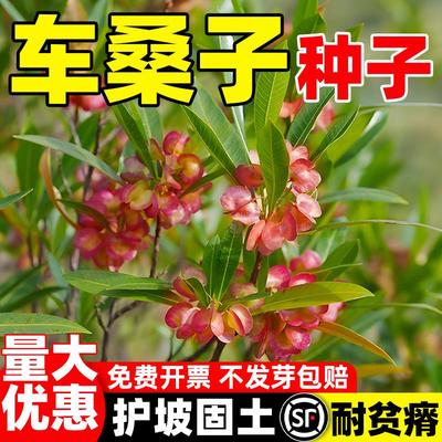 车桑子种籽护坡灌木抗沙固