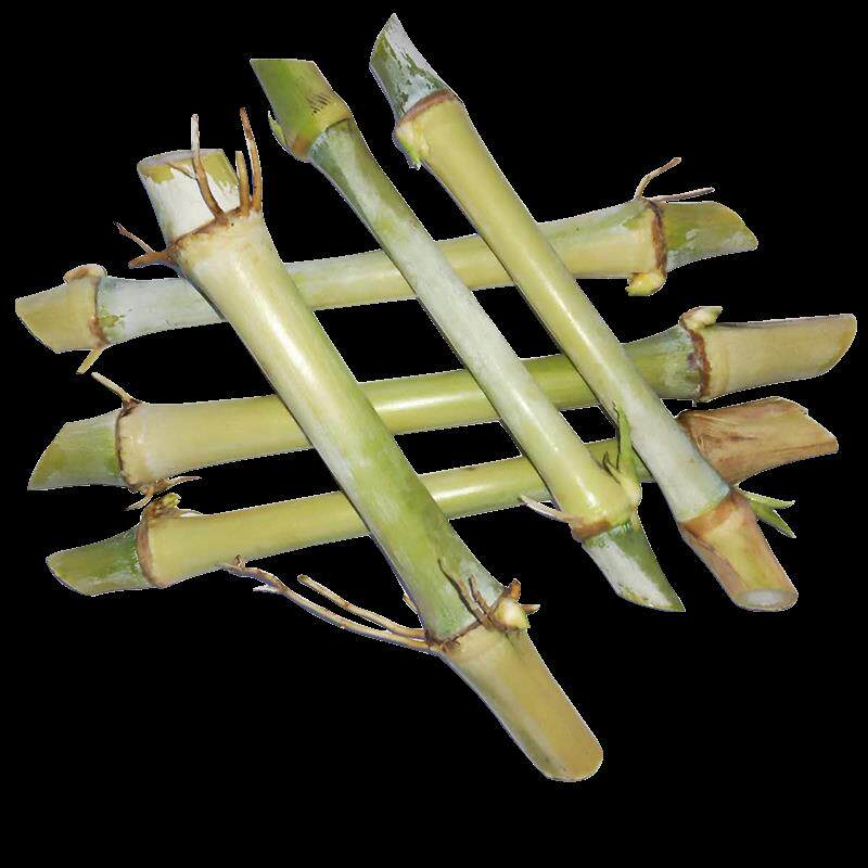甜象草3号种节无毛高产耐寒牧草