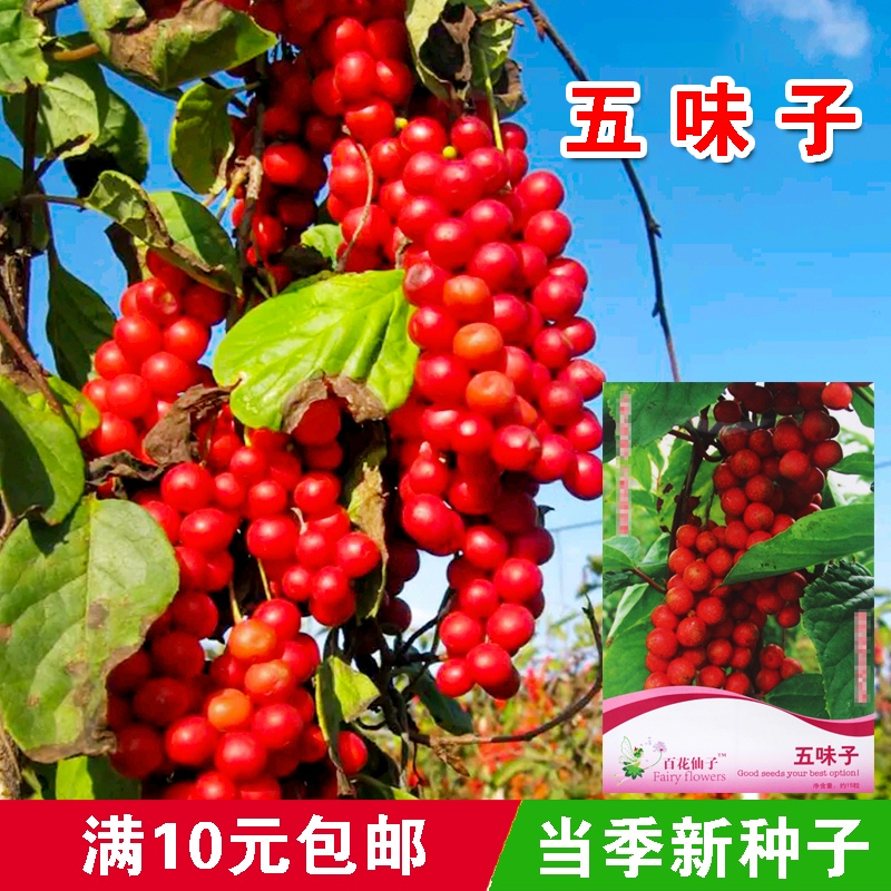 中药草种子 五味子种子 蔬菜种子 药用价值高 庭院易种菜籽春夏季