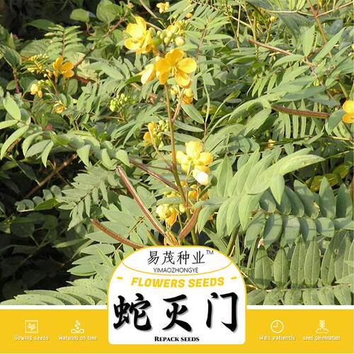蛇灭门种子望江南籽驱植物