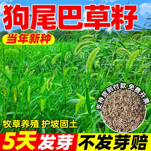 狗尾巴草种子野草种杂草种籽狗尾草种子耐旱绿化观赏草籽护坡牧草