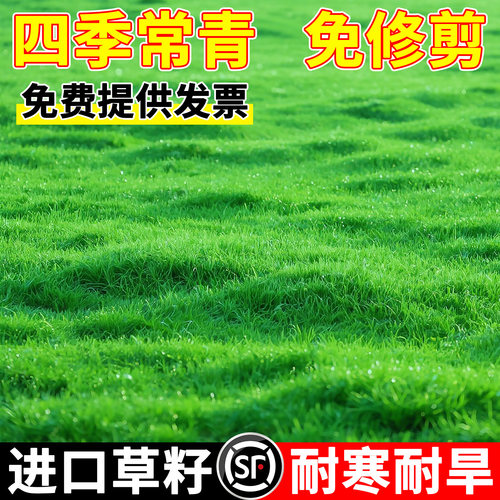 草坪草籽四季常青绿化马尼拉种子
