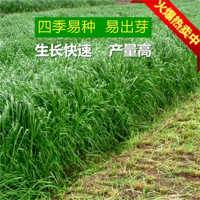 进口多年生牧草黑麦种子南