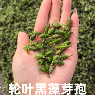 轮叶黑藻芽孢节节草籽灯笼泡种籽鱼虾蟹养殖专用草耐高温增氧水草
