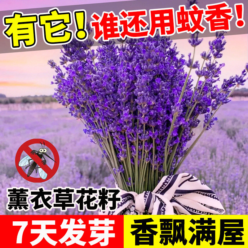 薰衣草花籽浓香驱蚊虫耐寒耐旱香草花种籽子四季易活庭院花卉种孑