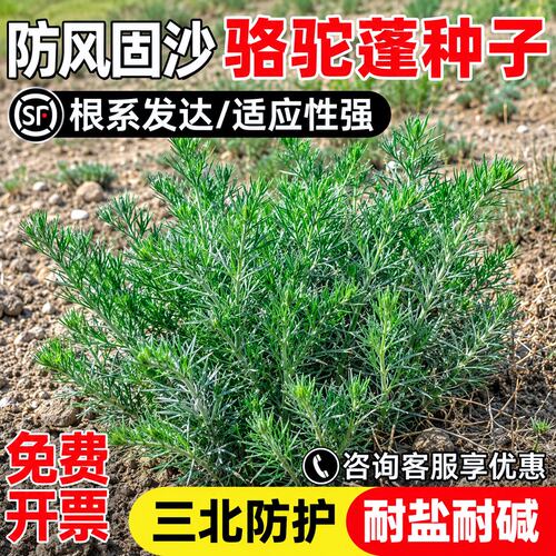 骆驼蓬种子多年生沙地矿山荒地重