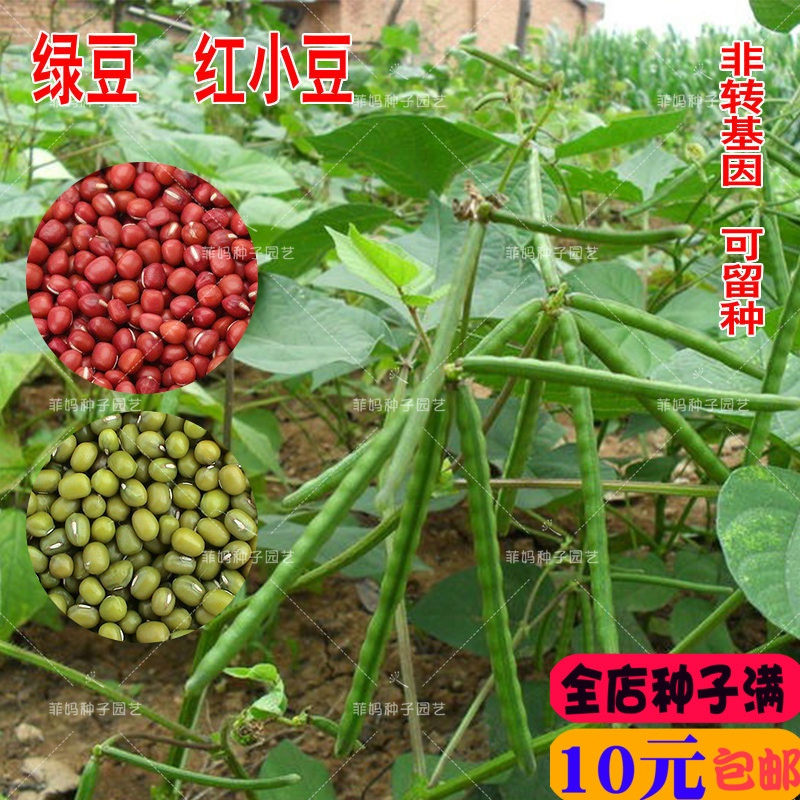 五谷杂粮红小豆黑绿豆芽苗菜种籽盆栽庭院春夏秋四季播蔬菜种子孑