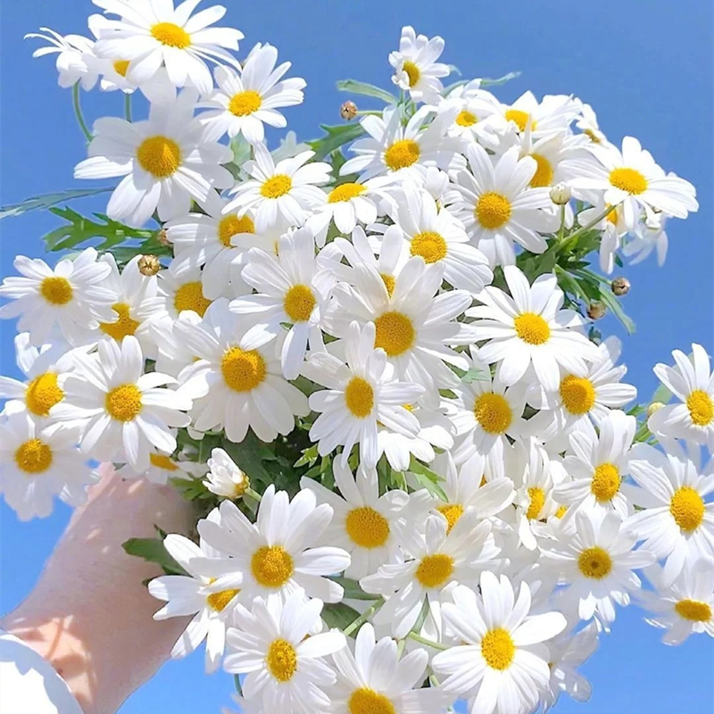 玛格丽特花种子易爆盆四季开花阳台室内外好养易活花种籽子多年生