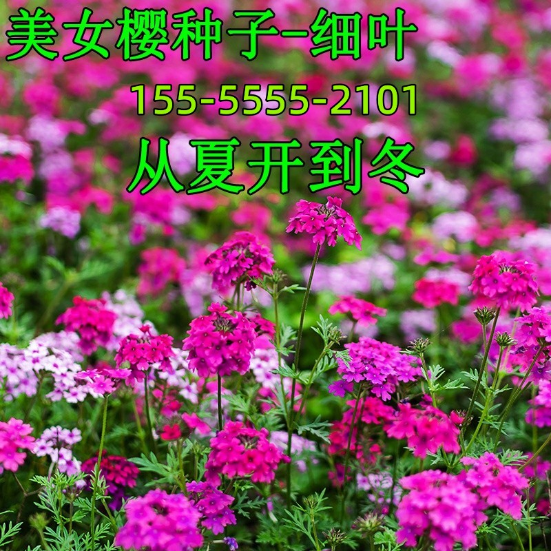 细叶美女樱种子见土就活花