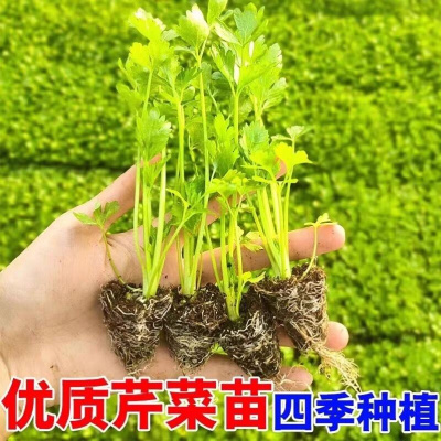 苤蓝水果绿菜苗苤蓝青苗四季苤兰秧苗露天盆栽种植耐寒耐热苤蓝苗