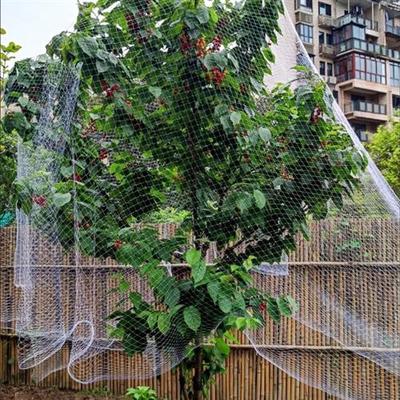 嘉宝果树网果园罩子杨梅樱桃树网子保护网围网防鸟纱网驱鸟用的