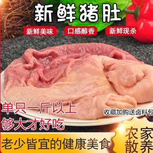 新鲜猪肚大猪肚猪内脏猪肚鸡食材土猪肚新鲜猪肚子包邮