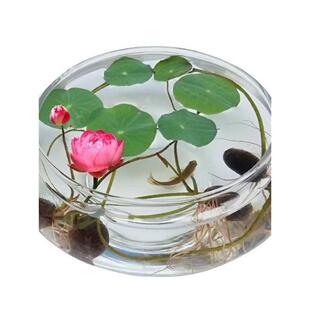 水培玻璃花瓶透明碗莲荷花铜钱草盆缸养睡莲的专用花盆鱼缸植物器