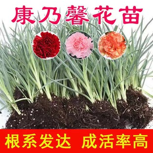 康乃馨花苗原土发货过冬花草耐寒宿舍多色懒人养花好养活花卉