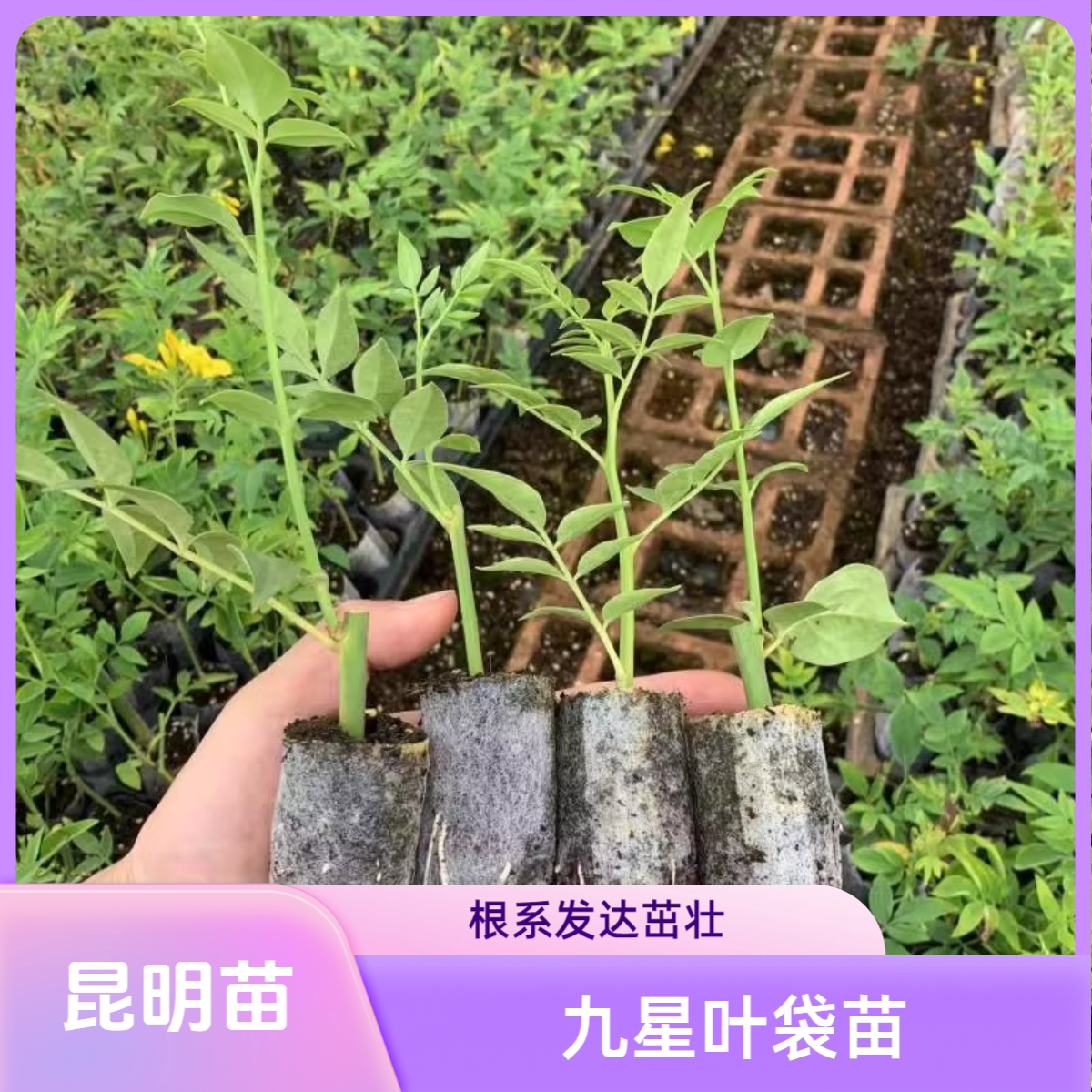 云南九星叶苗小苗无纺布袋苗基地原土发货盆栽绿值室内室外好种活图片