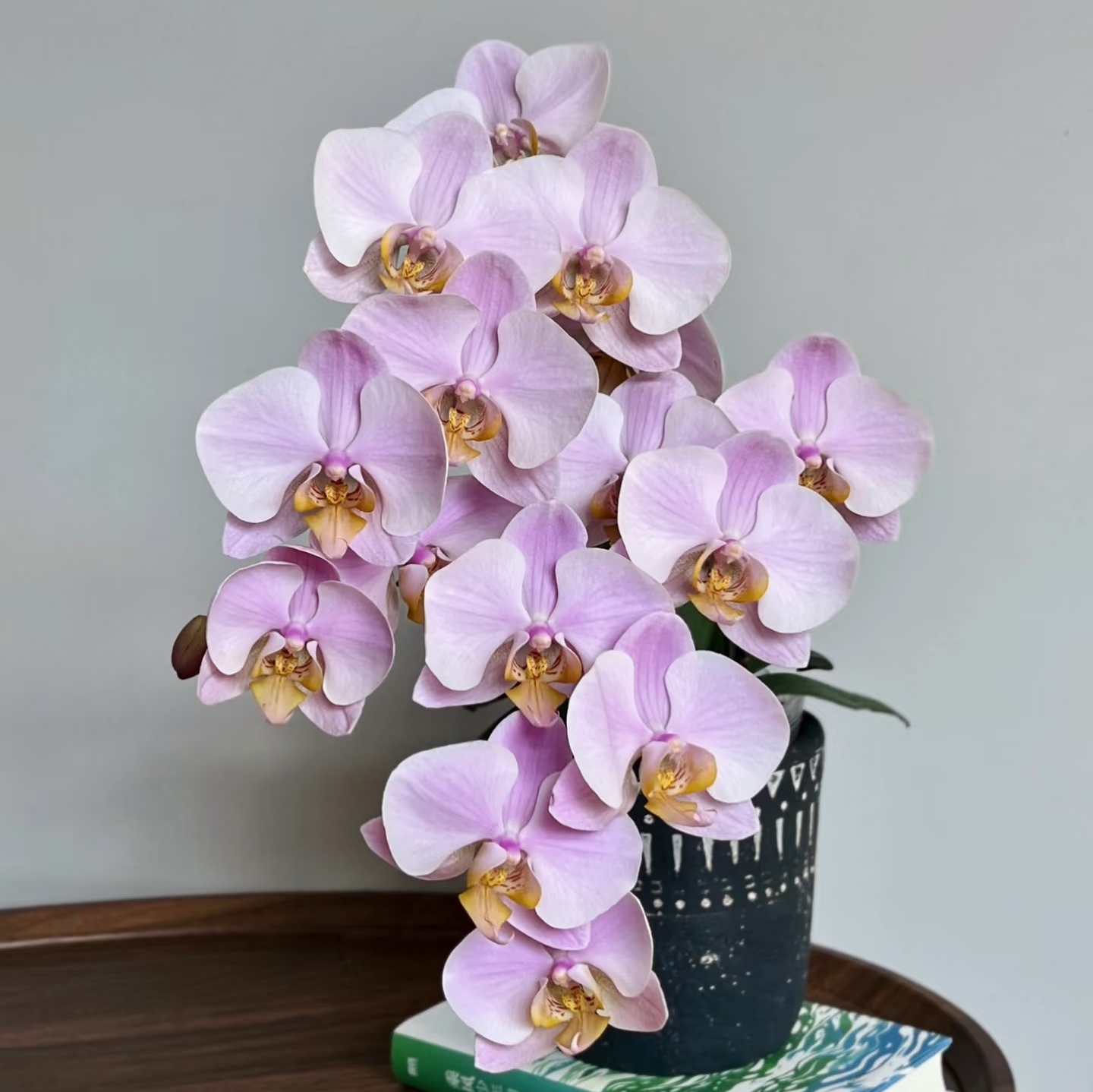 【萨利纳斯 蝴蝶兰开花株】放大版的图尔坎  仙气飘飘