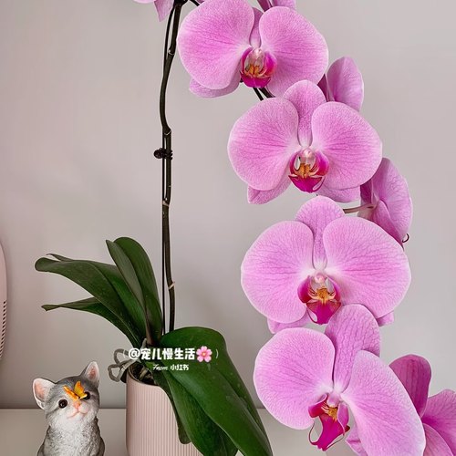 【粉冠军出剑苗】蝴蝶兰大杯大苗  基地直发包对版