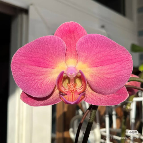 红苹果蝴蝶兰3.5寸大苗