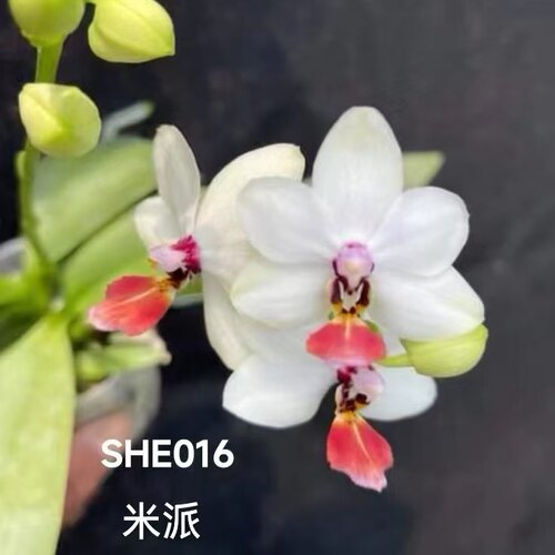 【米派】【湾湾巧克力夏日木美】1蝴蝶兰小苗