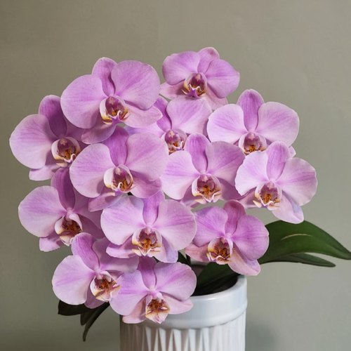 【密尔沃基】4.8寸大杯大苗蝴蝶兰   基地直发包对版