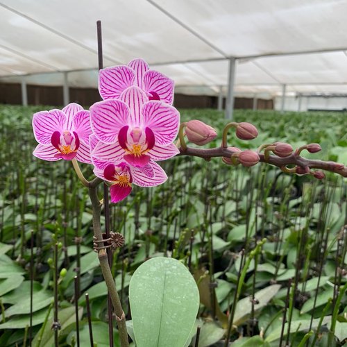 【薇薇安2剑苗】小花型桌面款蝴蝶兰基地直发  包对版