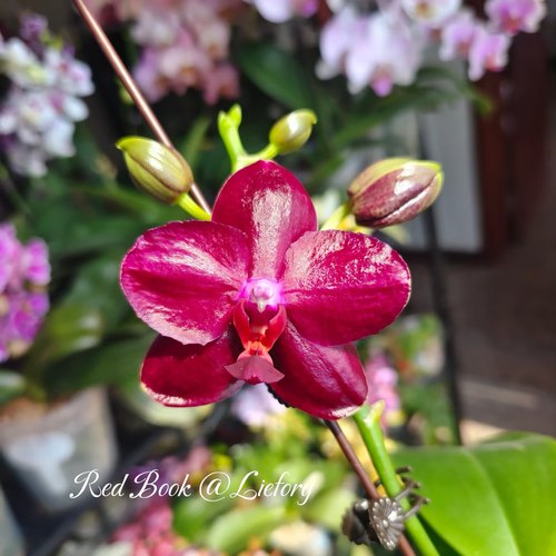 【瑞纳斯】蝴蝶兰苗 红色系 新品 基地直发 包对版