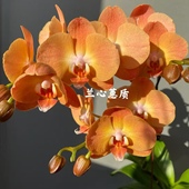 3.5寸大苗稀有品种蝴蝶兰苗 锦绣之光0861 基地直发包对版