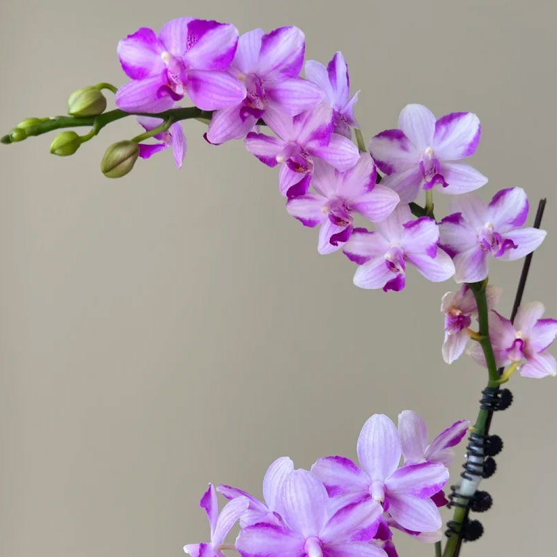 根系室内花卉绿植2.8苗紫水晶