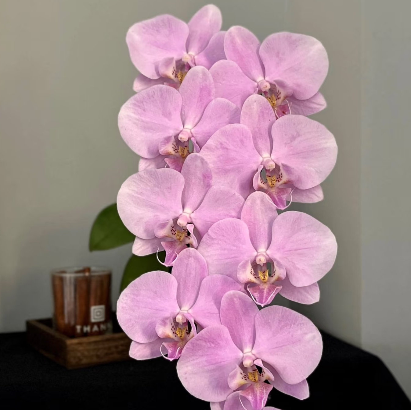 【粉月亮出剑苗】3.0寸蝴蝶兰 仙气飘飘基地直发 包对版