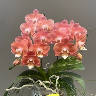 基地直发 蝴蝶兰苗 包对版 鲑鱼出剑